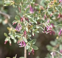 Symphoricarpos longiflorus