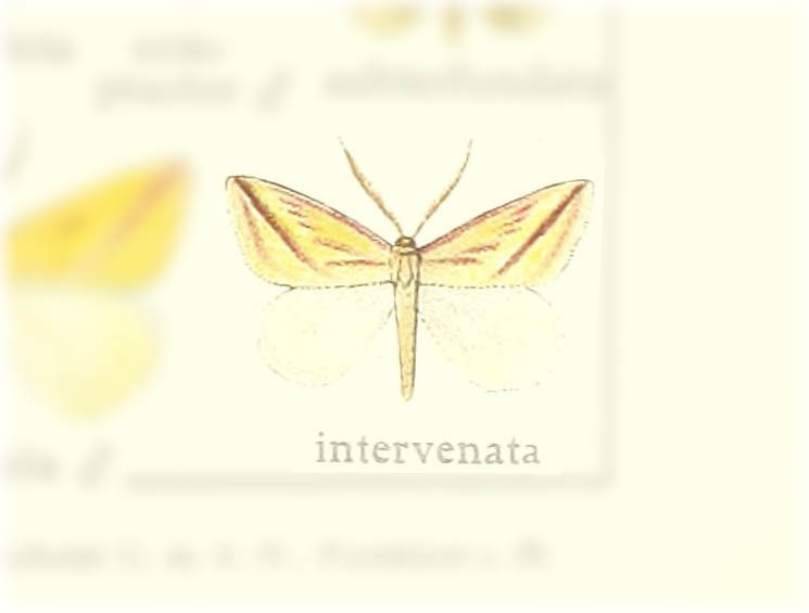 Rhodometra intervenata