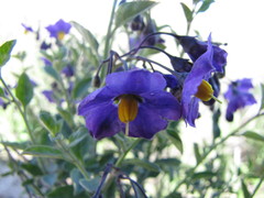 Solanum umbelliferum