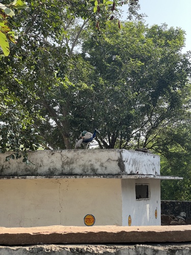 Indian Peafowl