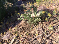 Astragalus purshii