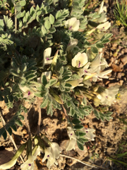 Astragalus purshii
