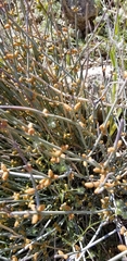 Ephedra torreyana