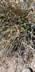 Ephedra torreyana