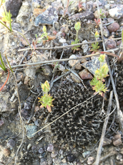 Ceratocephala testiculata