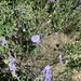 Solanum umbelliferum umbelliferum - Photo (c) Geoffrey Jewel, algunos derechos reservados (CC BY-NC), subido por Geoffrey Jewel