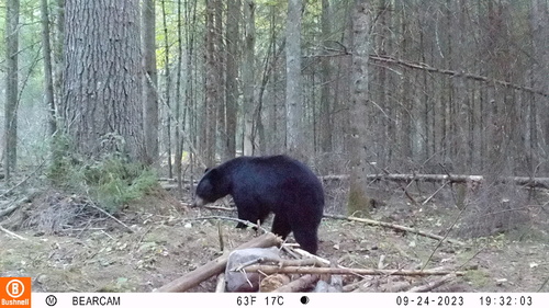 American Black Bear photographed in Michigan