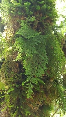 Hymenophyllum demissum