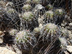 Ferocactus flavovirens