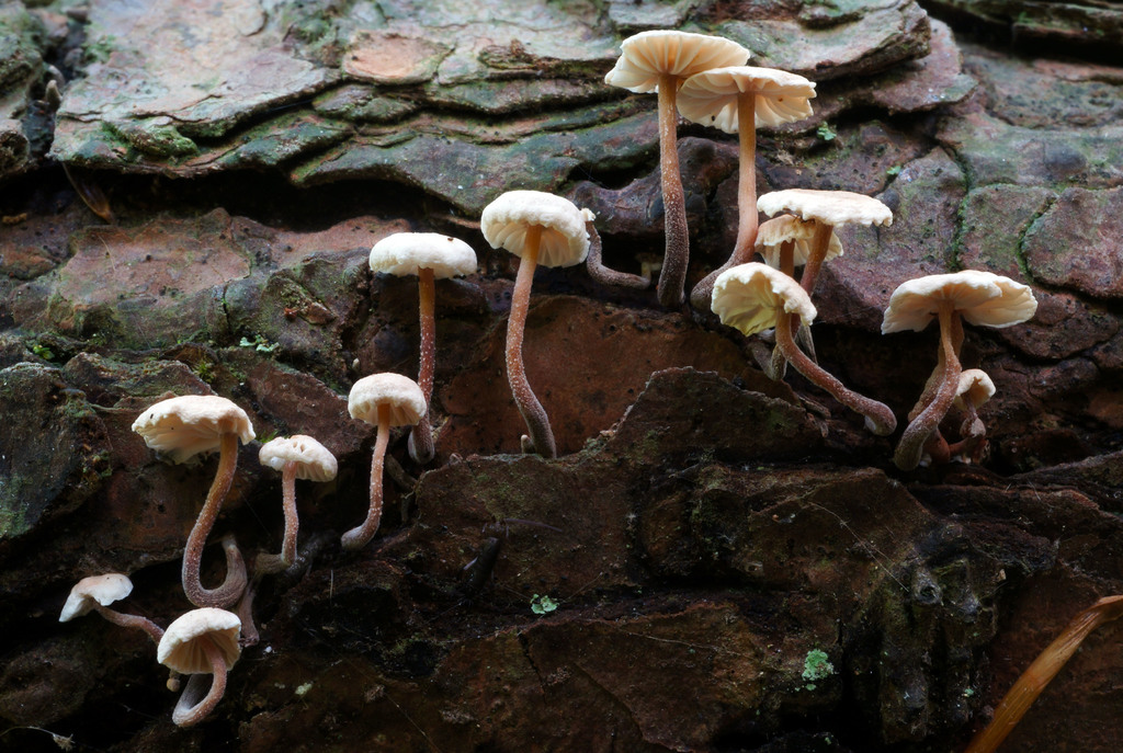 Marasmiellus praeacutus