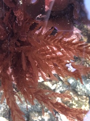 Cumathamnion decipiens