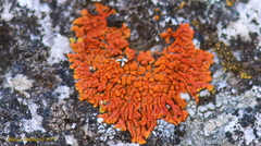 Polycauliona ignea