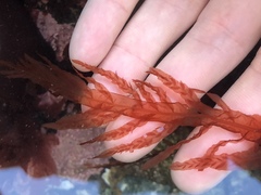 Cumathamnion decipiens