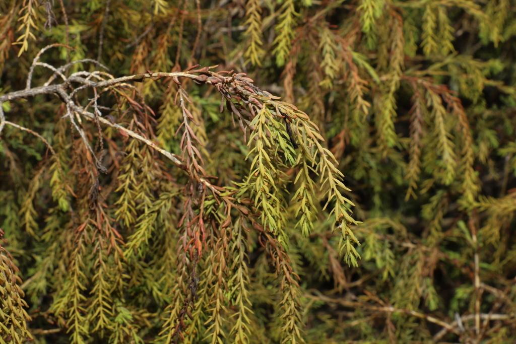 Leptomeria axillaris