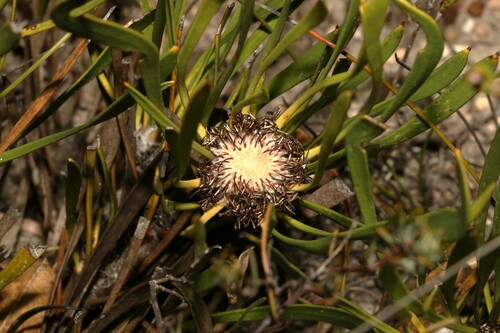Image of Isopogon polycephalus by (c) Greg Tasney, some rights reserved (CC BY-SA)