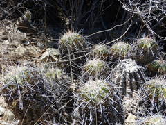 Ferocactus flavovirens