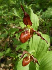 Cypripedium