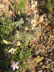 Astragalus purshii