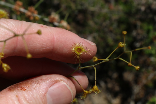 Image of Drosera gigantea by (c) Greg Tasney, some rights reserved (CC BY-SA)