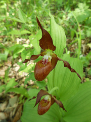 Cypripedium