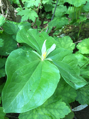 Trillium albidum