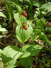 Cypripedium
