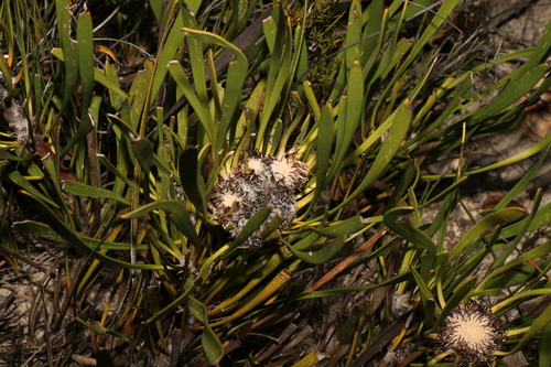 Image of Isopogon polycephalus by (c) Greg Tasney, some rights reserved (CC BY-SA)