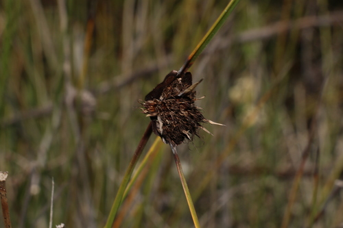 Image of Semaphore Sedge (Mesomelaena tetragona) by (c) Greg Tasney, some rights reserved (CC BY-SA)