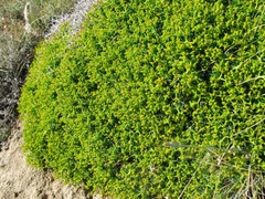 Euphorbia acanthothamnos