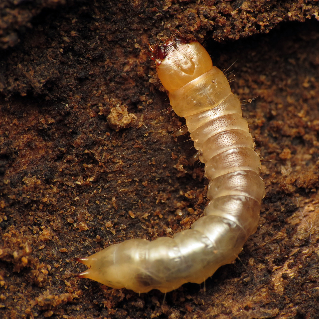 Synchroa Bark Beetles