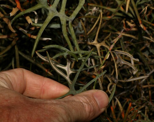 Image of Banksia pteridifolia by (c) Greg Tasney, some rights reserved (CC BY-SA)