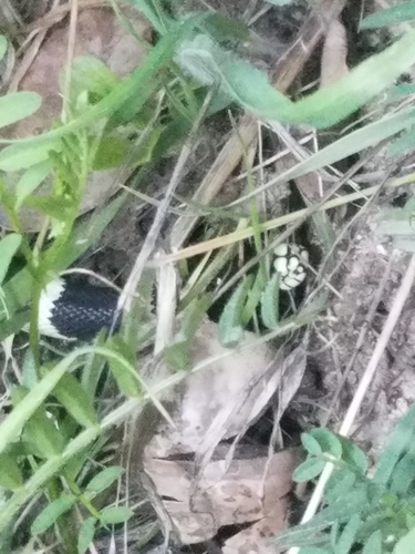 iNaturalist observation photo of California King Snake