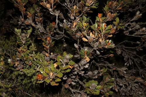 Image of Banksia heliantha by (c) Greg Tasney, some rights reserved (CC BY-SA)