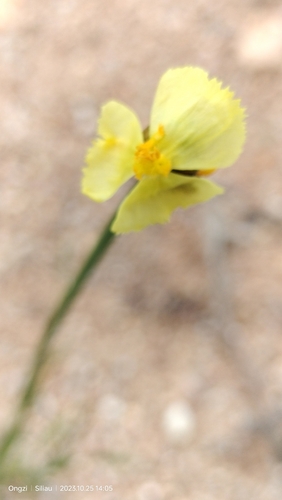 Image of Xyris complanata by (c) Ong Jyh Seng, some rights reserved (CC BY-SA)
