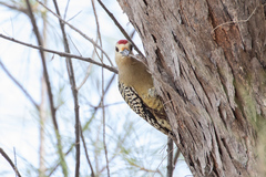 Melanerpes superciliaris