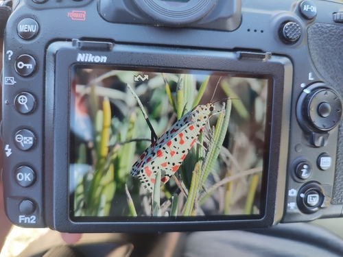 Utetheisa pulchella