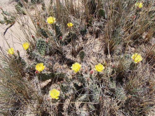 Image of Opuntia arenaria by no rights reserved