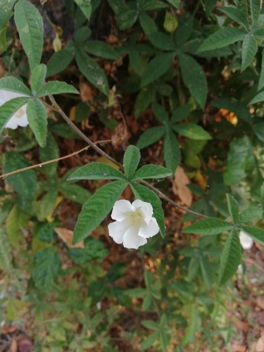 Distimake cissoides, photograph 2