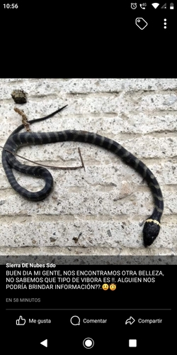 Oaxacan Cat-eyed Snake