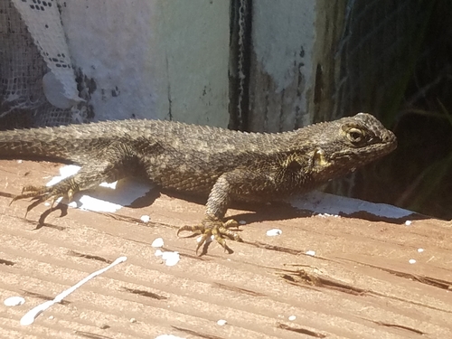 iNaturalist observation photo of Western Fence Lizard
