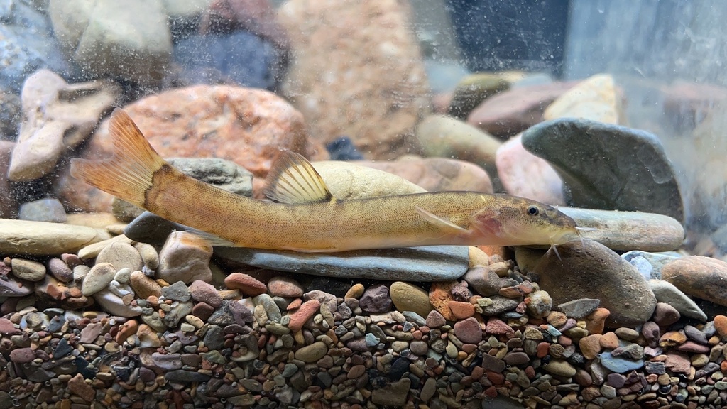 Leptobotia tientainensis