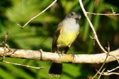 Myiarchus panamensis