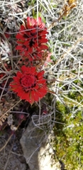 Castilleja chromosa