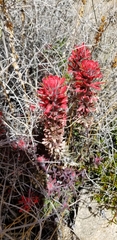Castilleja chromosa