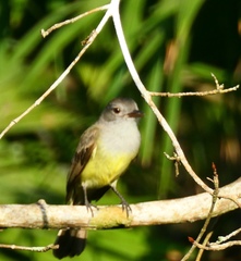 Myiarchus panamensis
