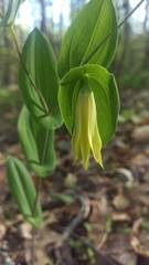 Uvularia perfoliata