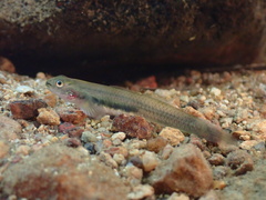 Ornate Fish photo 1