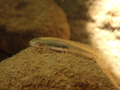 Ornate Fish photo 2