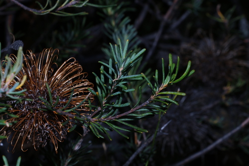 Image of Banksia violacea by (c) Greg Tasney, some rights reserved (CC BY-SA)