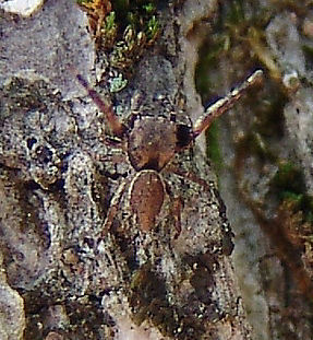 Zygoballus nervosus